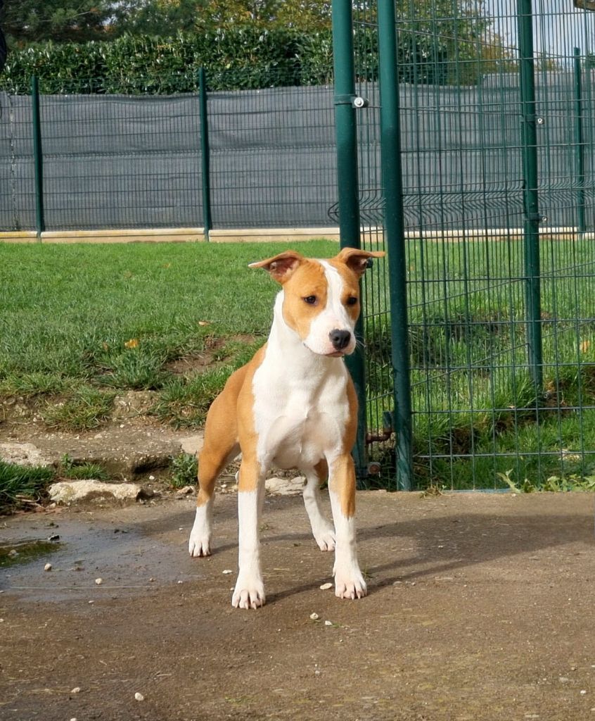 Publication : American Black Legion 