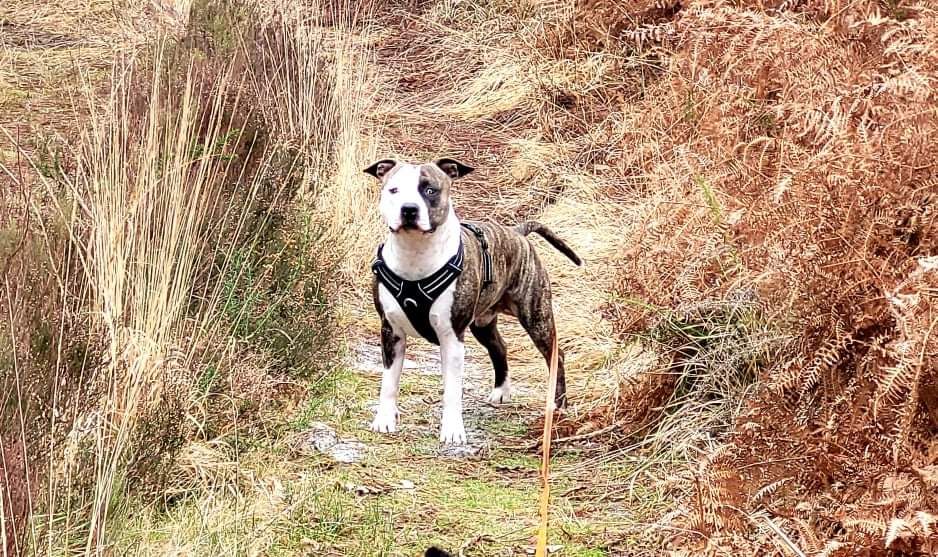 Publication : Furious Ast 