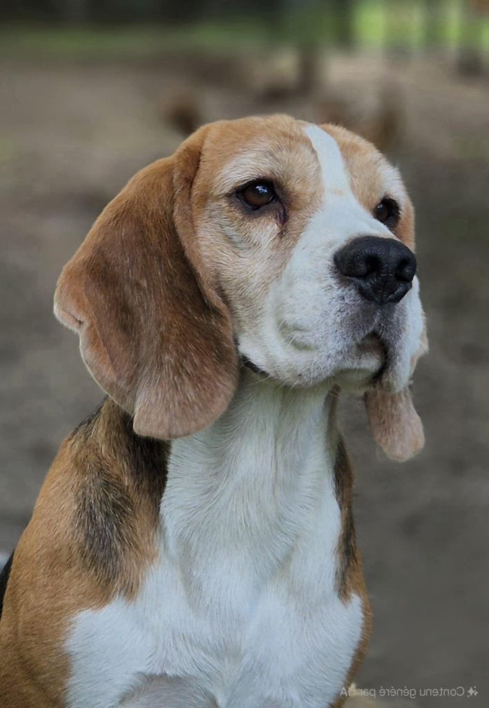 Publication : Des Chasseurs Du Temps