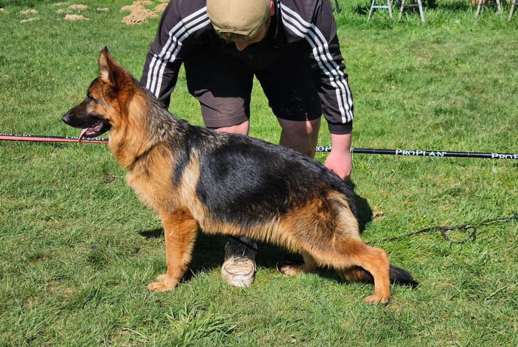 Publication : Von Angelius Team