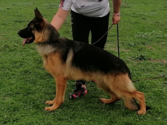 Publication : de la Saviotine 