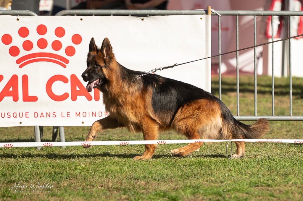 Publication : Von Angelius Team 