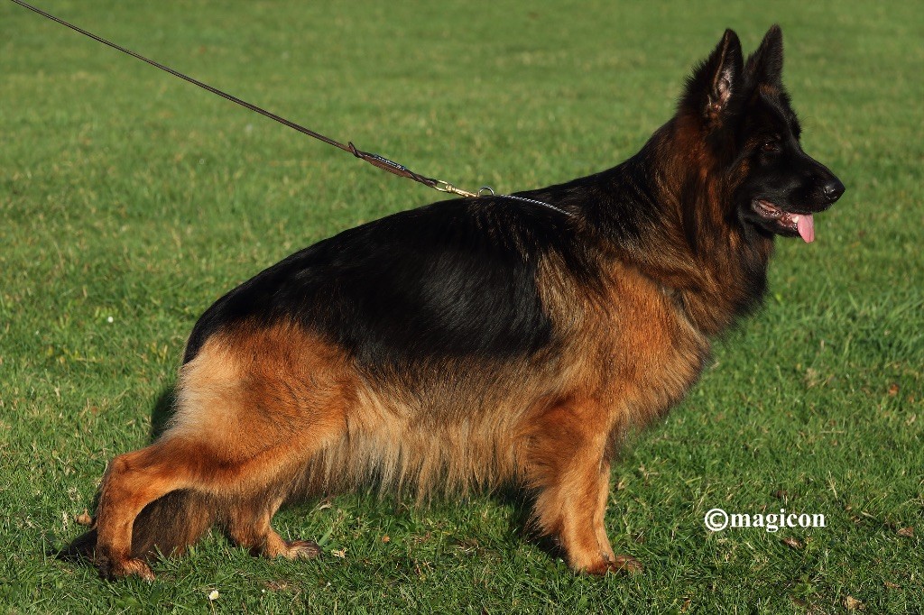 CH. Légitime Démence Vicktorya