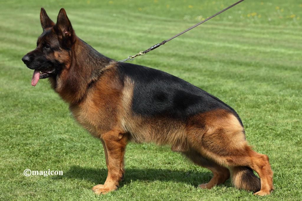 CH. Yankee dei cimmeri