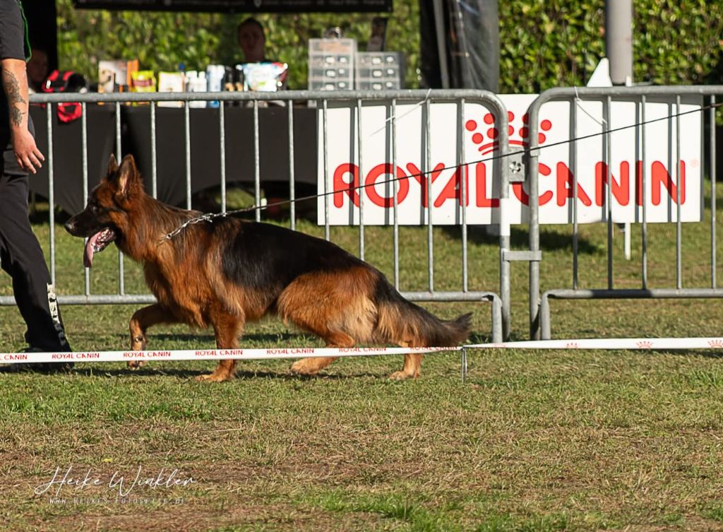 Publication : Von Angelius Team 