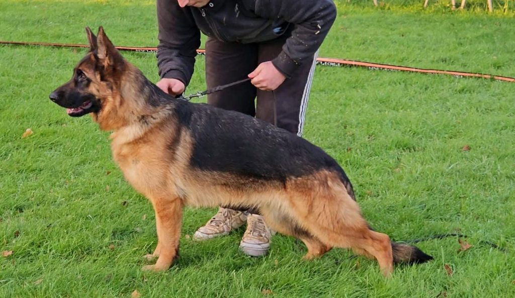 Publication : Von Angelius Team