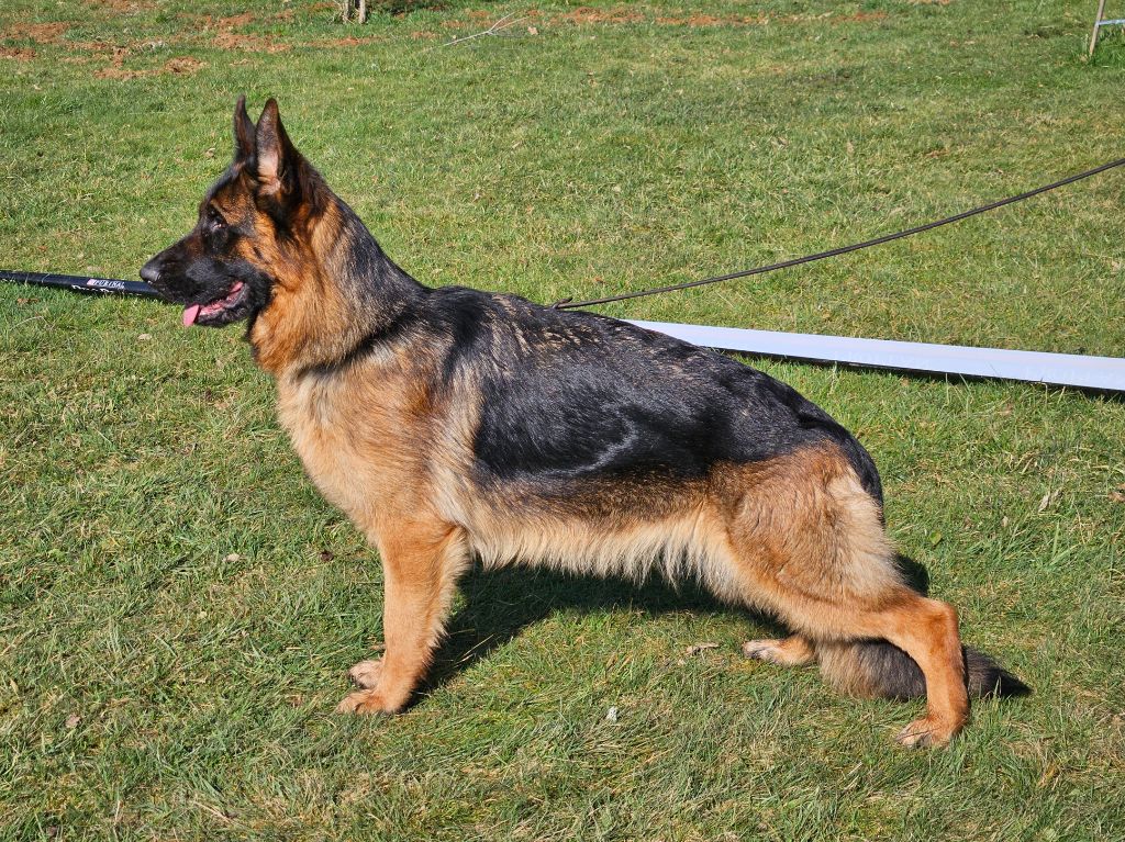 Publication : Von Angelius Team 