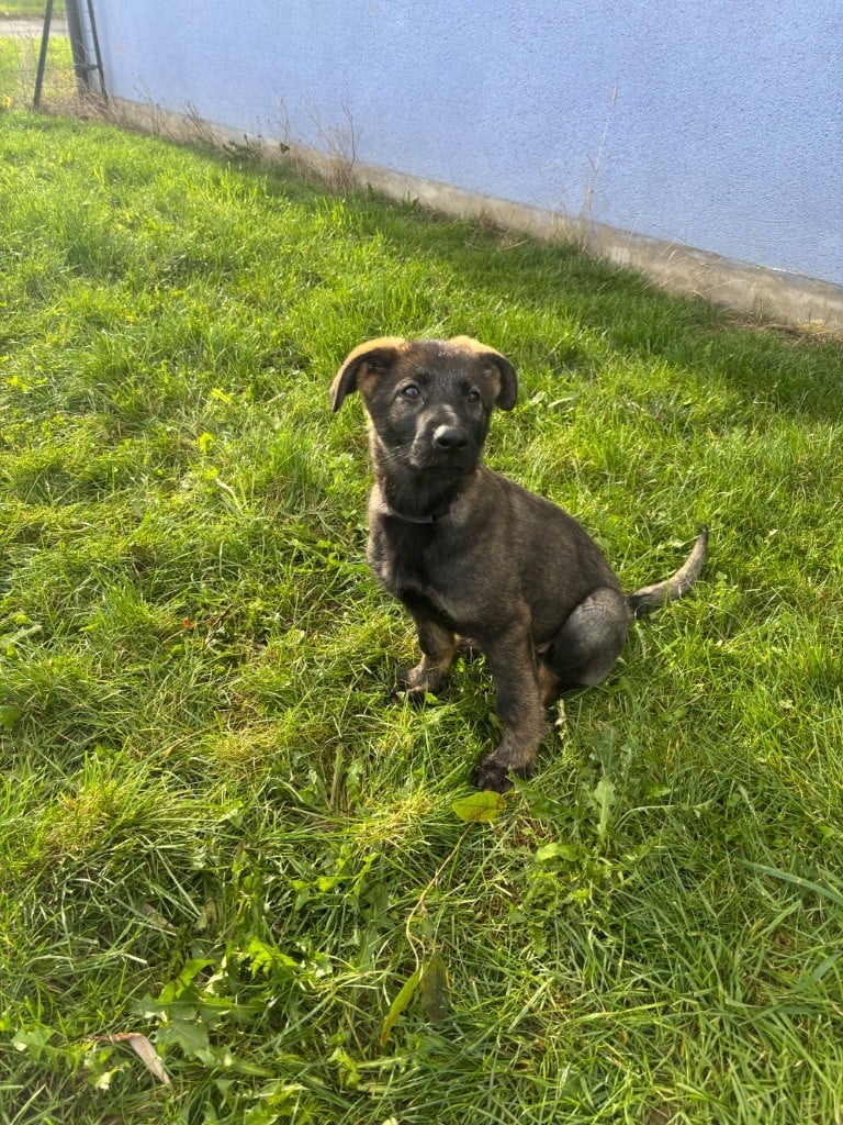 Publication : Des Legendes D'Hirjasko