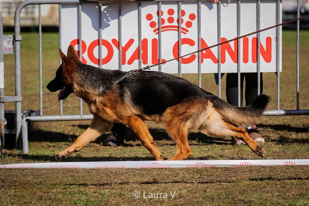 Publication : de la Saviotine 