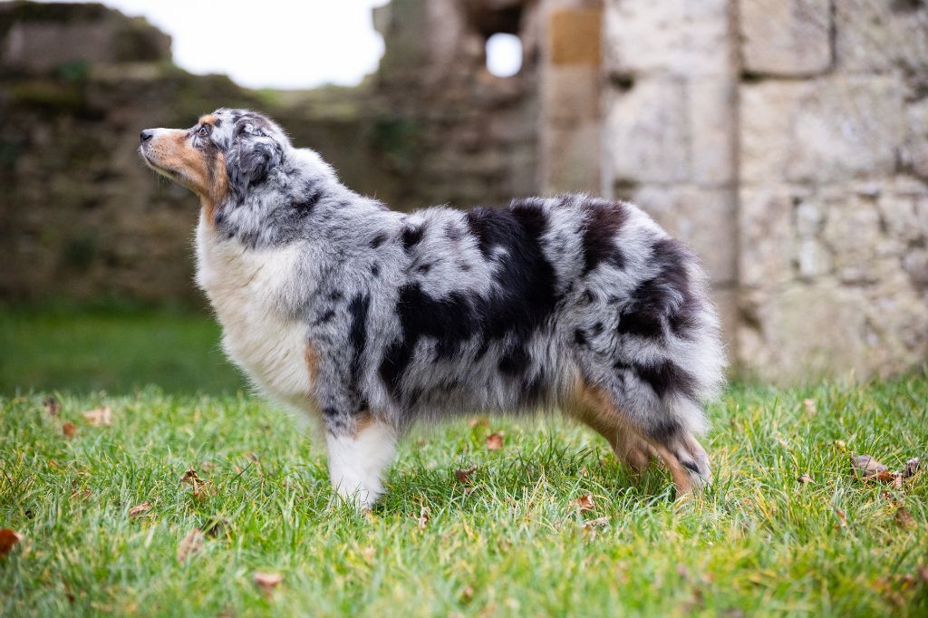 Publication : Des Ruines De Champlieu Auteur : Eloïse LE NÉVANIC