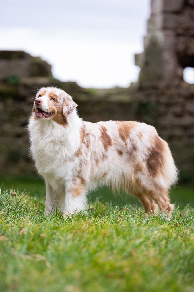 Publication : Des Ruines De Champlieu Auteur : Eloïse LE NÉVANIC