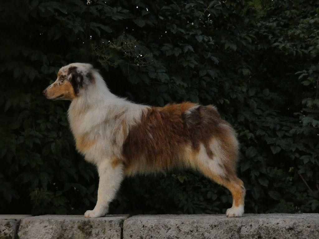 Publication : Du Domaine Du Clos Australien 