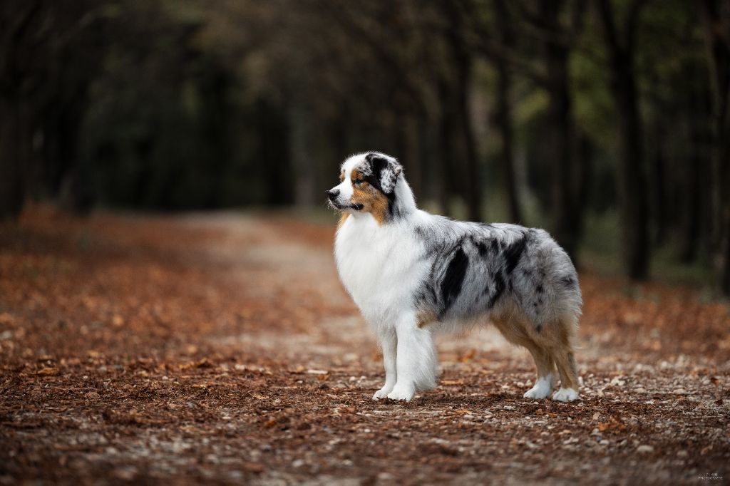 Publication : Of Eternal Red Heart