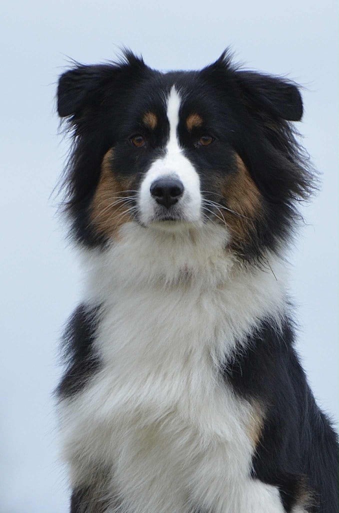 Publication : Dream Of Manou And Dounette 