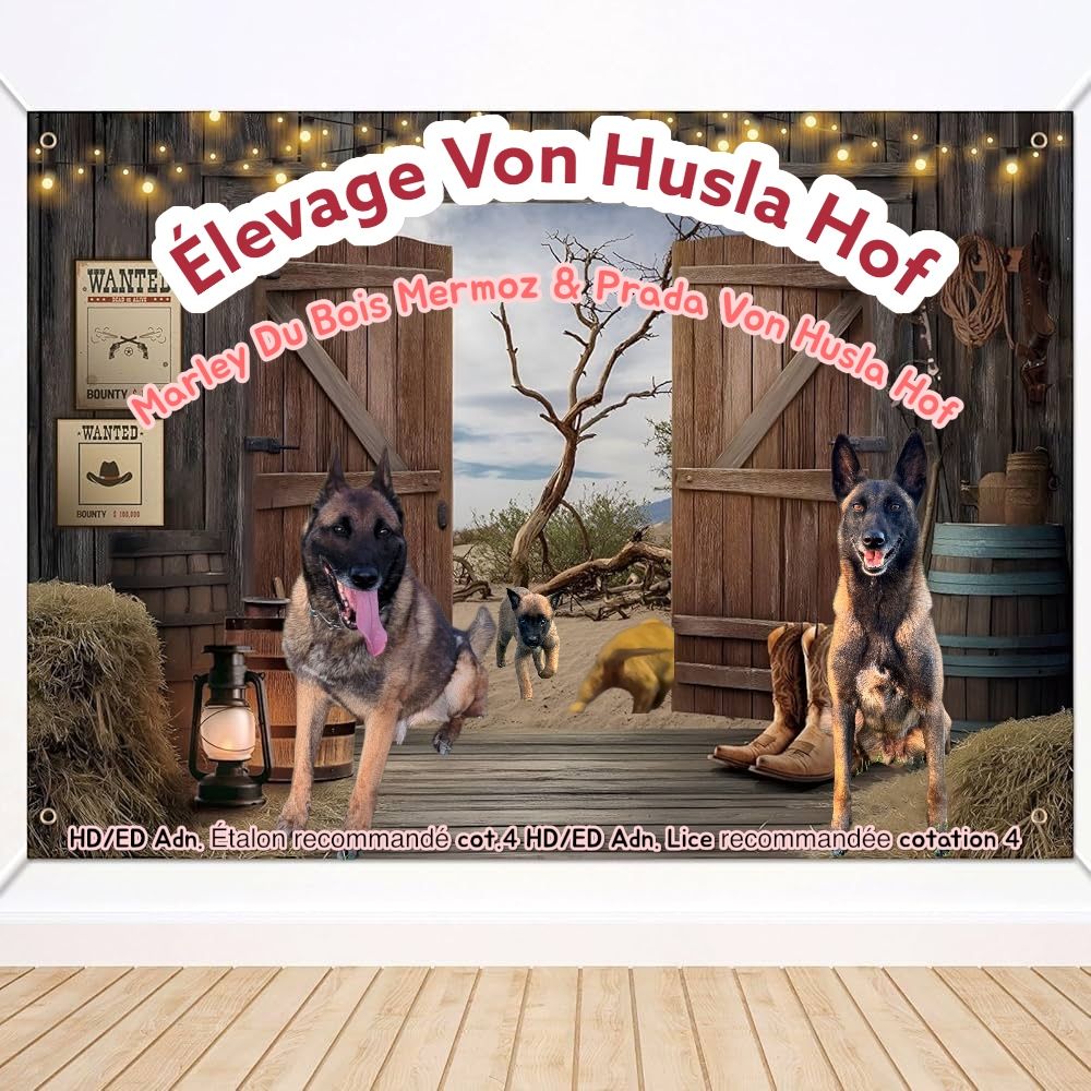 Marley du bois mermoz