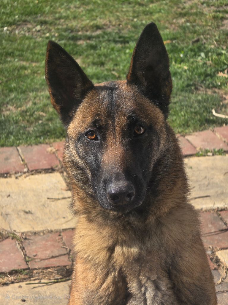 Publication : Des Gardiens De Nivia Auteur : A.Vatinel