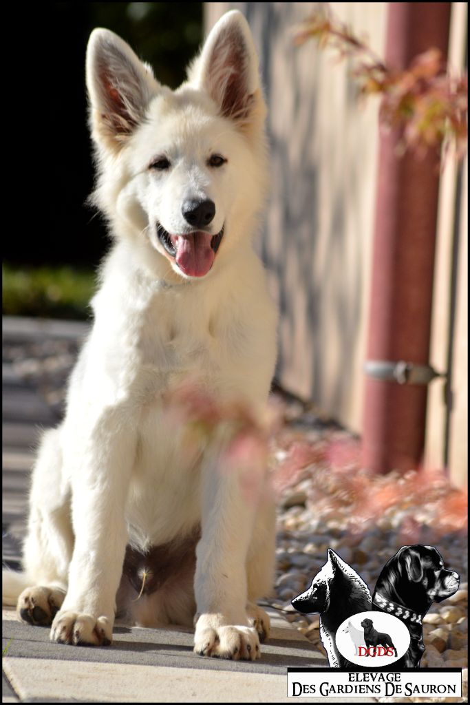 Publication : Des Gardiens De Sauron 