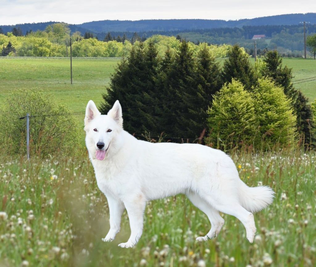 Publication : du Domaine de Criska Auteur : ANAIS BLUNTZER