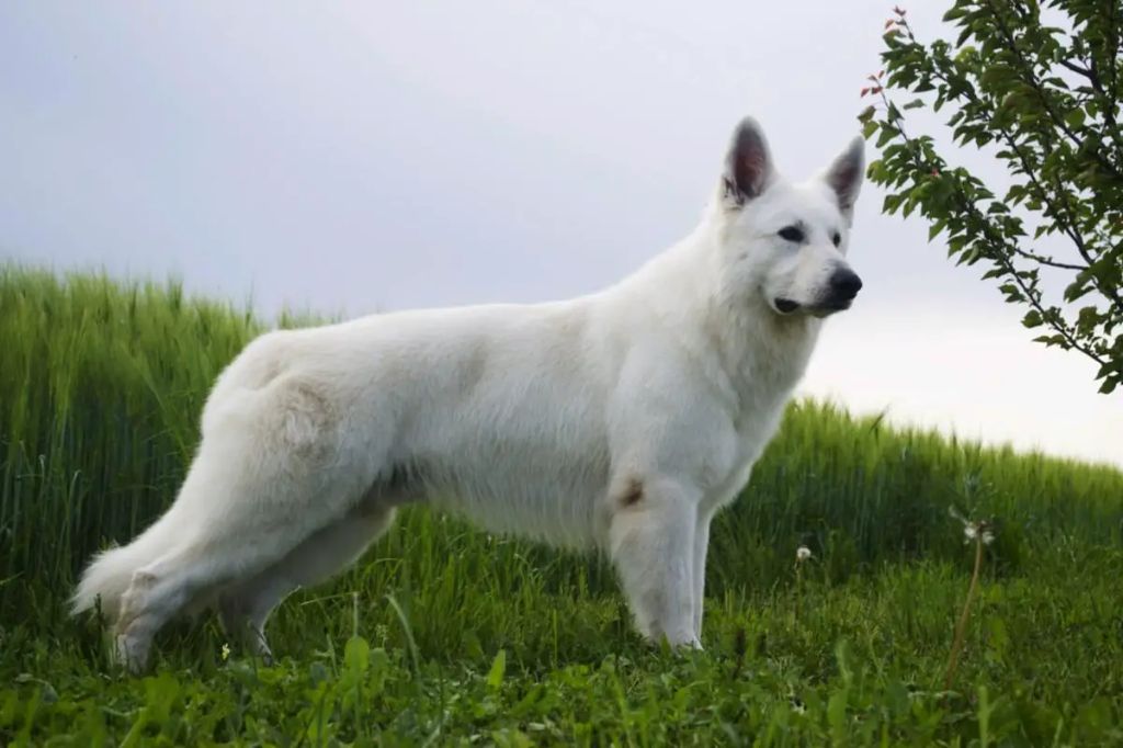 CH. rus pride Night white dream