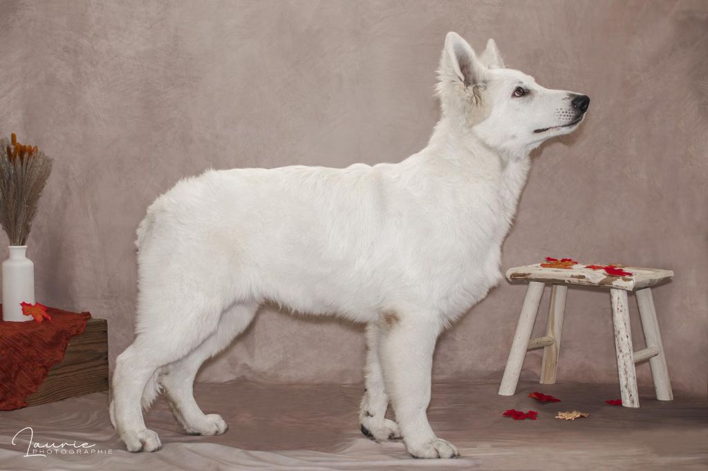 Publication : Des Blancs De La Pierre Lune Auteur : Laurie Photographie