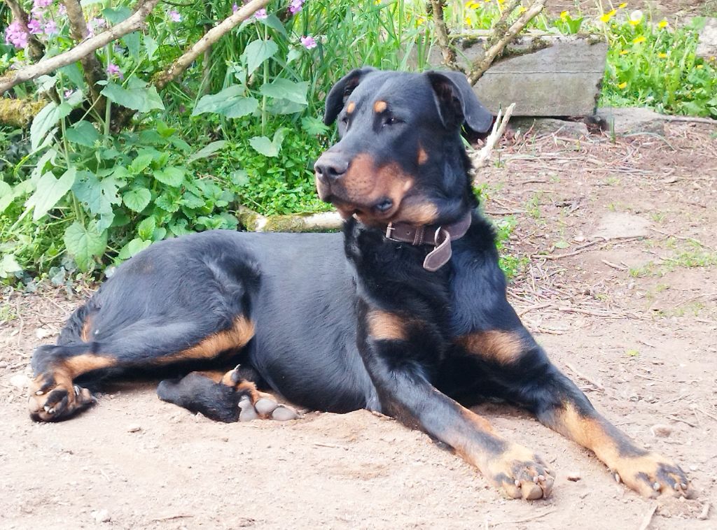 Publication : Du Mont Sarrazin Auteur : Aude Sullivan