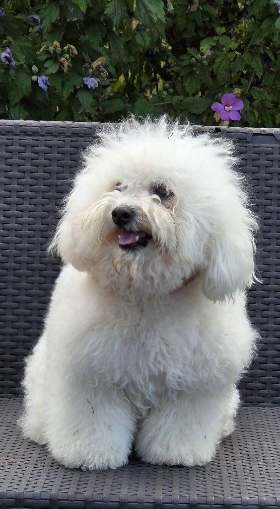 Publication : du Domaine des Pins d'Aurécanie 