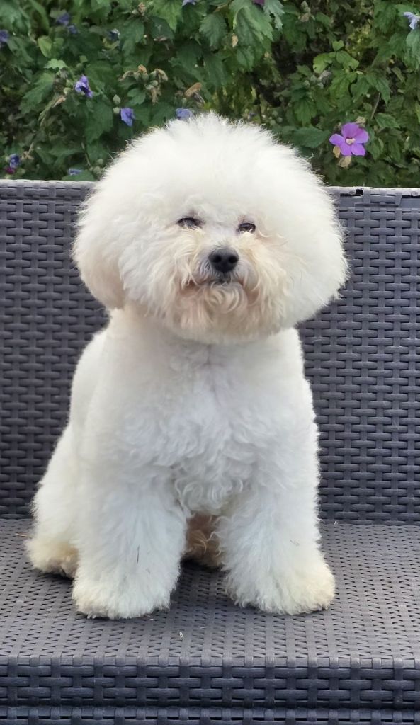 Ritournelle pirouette Des Nébuleuses D'anthéa