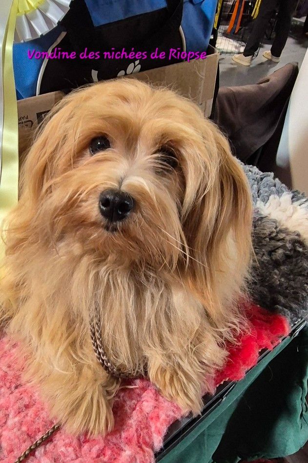 Publication : Des Nichées De Riopse Auteur : Ed.Riopse