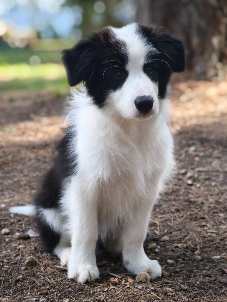 Publication : Du Mistral D'azur 