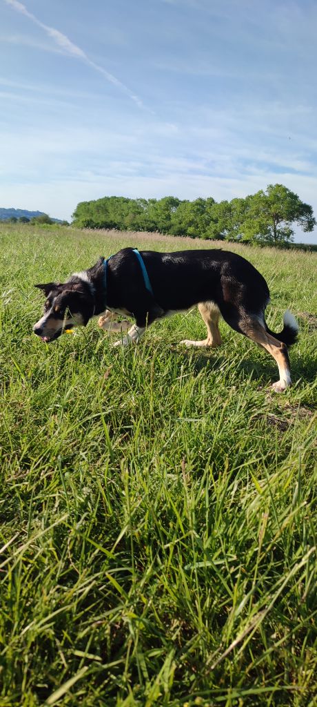 Publication : House Of Fever Spirit Auteur : celine mesnage