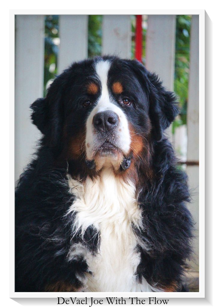 Publication : D'Ainhoa Auteur : Bonnenfant Yann