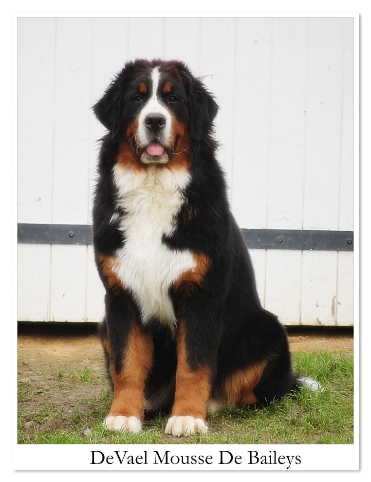 Publication : D'Ainhoa Auteur : Bonnenfant Yann