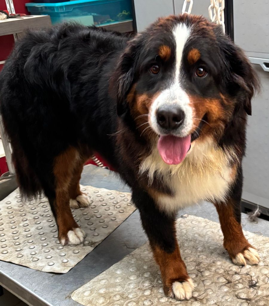 Publication : de la tremblaie téchonière