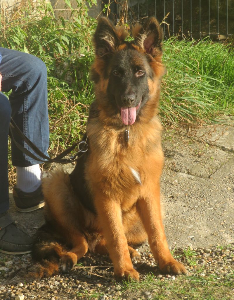 Publication : Du Loup Endormi Auteur : A.Papeix