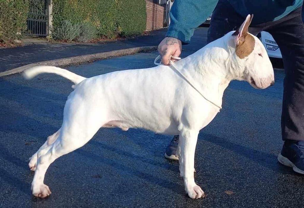 gorbain Game changer barnesmore