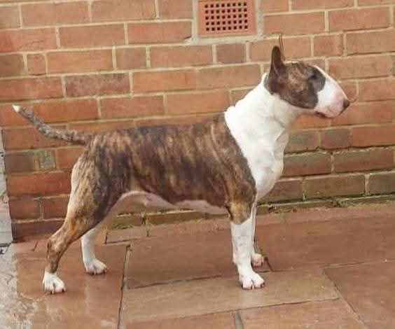 Barnesmore Hells glory gorbain