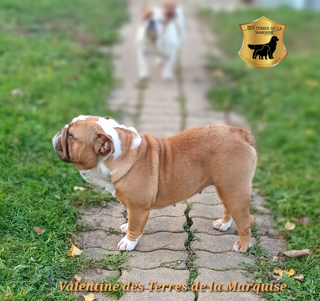 Publication : Des Terres De La Marquise Auteur : TDLM