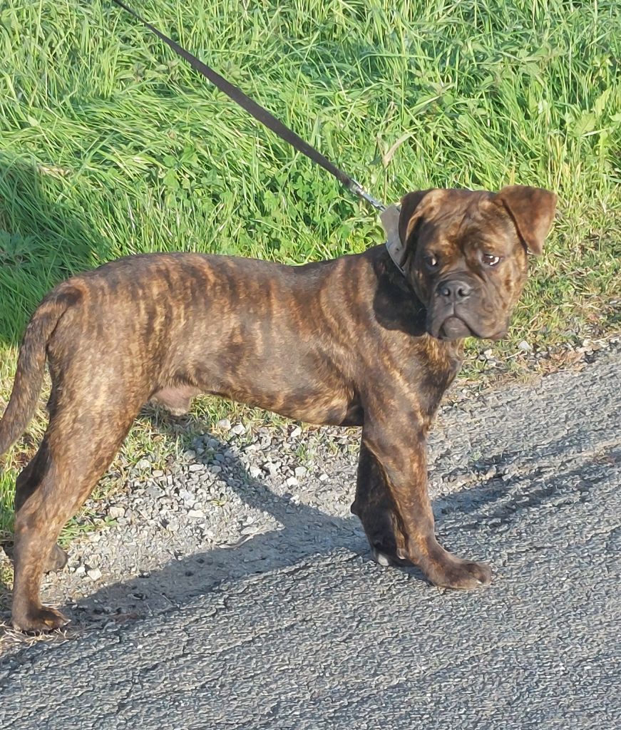 Publication : Du Clan D'Arellyan 