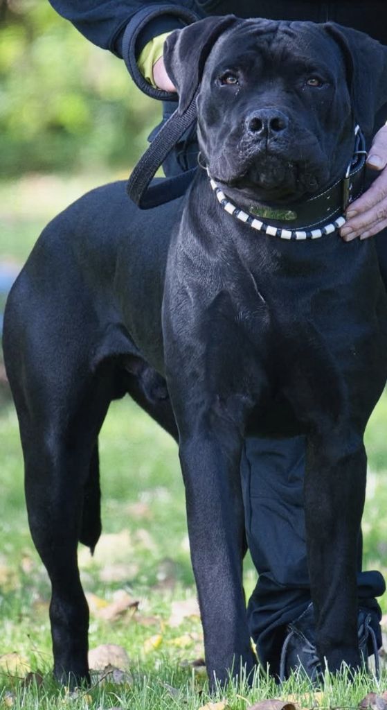 Publication : Du Monastère Des Capucins Auteur : C. COLIN