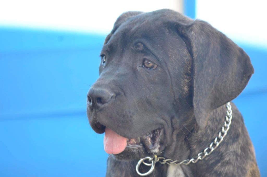 Publication : Palazzo-Casanova 