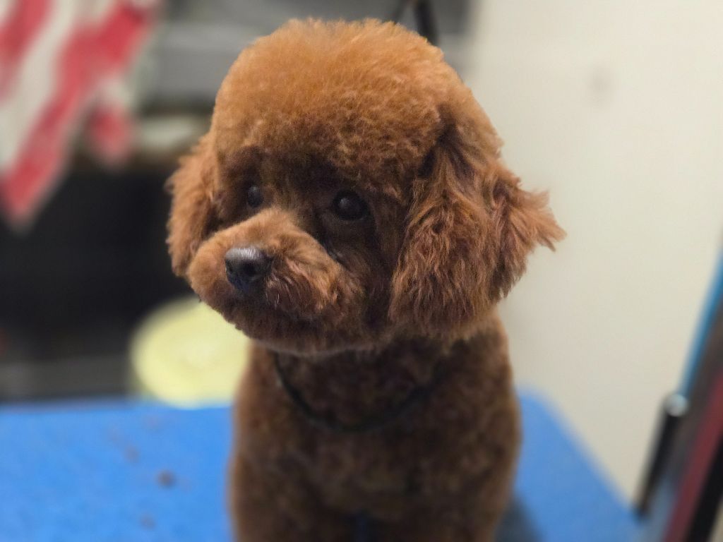 Publication : Du domaine di l'Angeli Auteur : AngÃ©lique Pancrazi