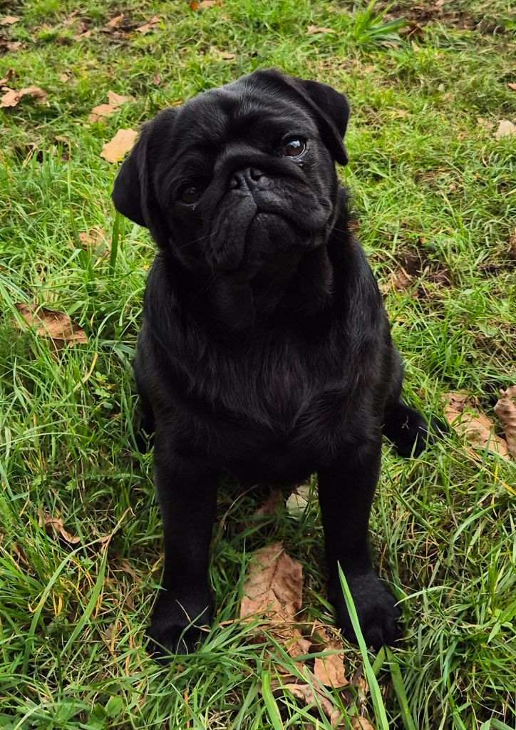 Publication : De La Schumeraie 