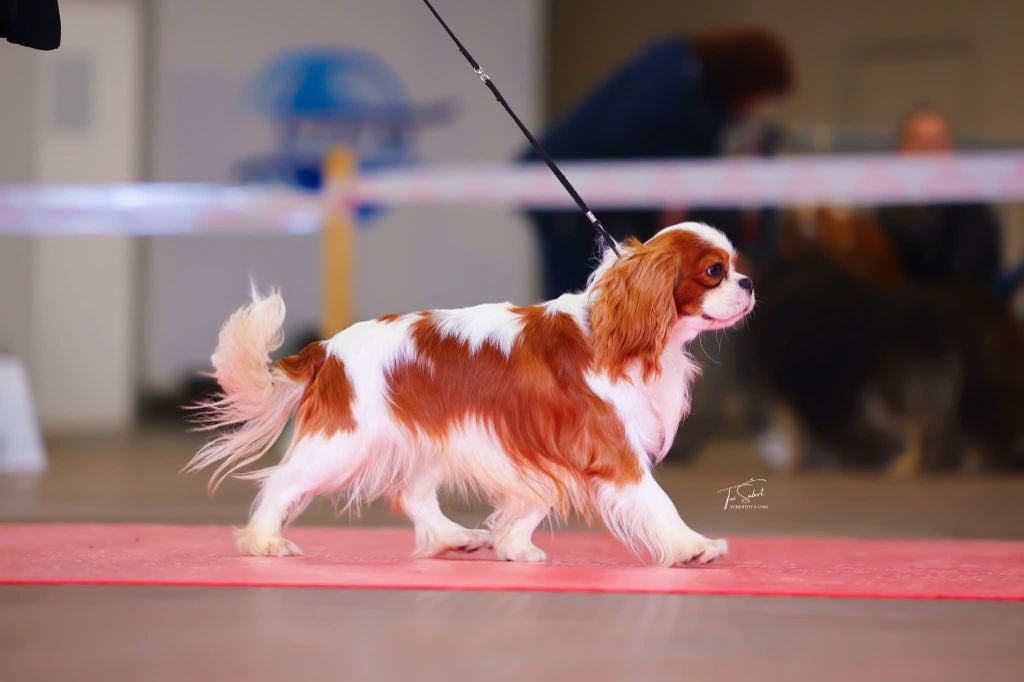 Publication : Du Millésime Champenois 