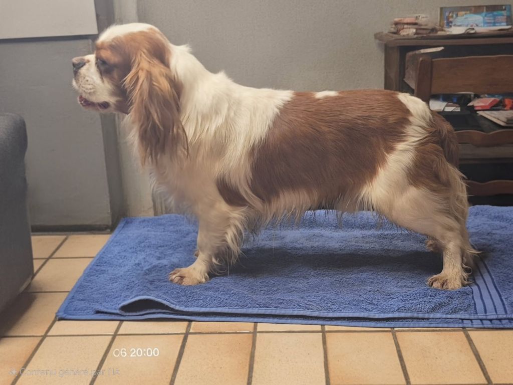 Publication : des Joyaux d'Alésia Auteur : Élevage Des Joyaux D'Alésia 