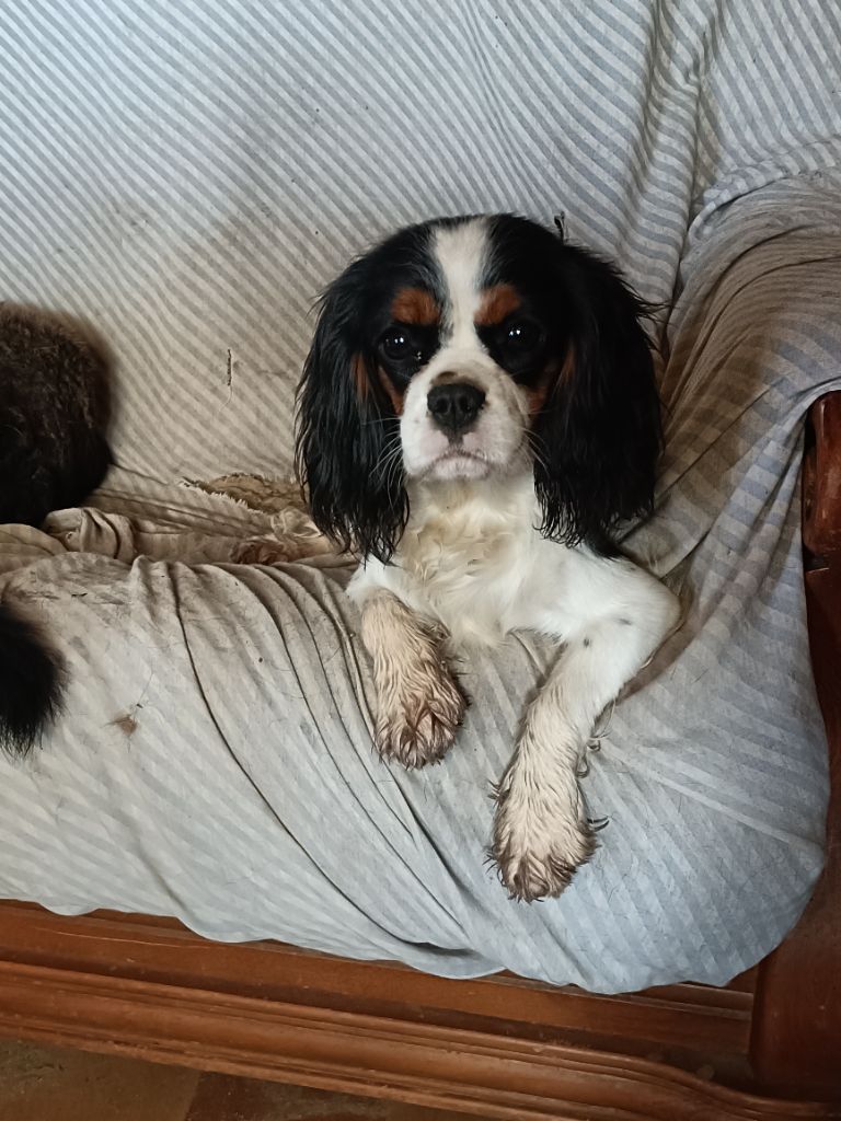 Publication : des Joyaux d'Alésia Auteur : Des Joyaux D'Alésia