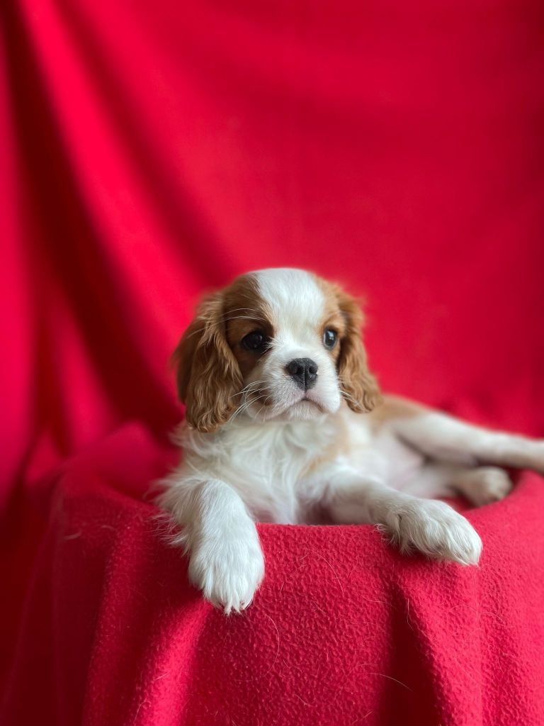 Publication : Du Souvenir Des Dicks 