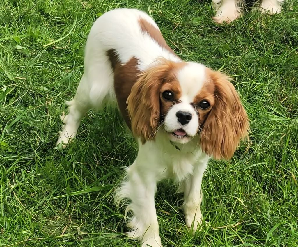 Publication : Du Millésime Champenois 