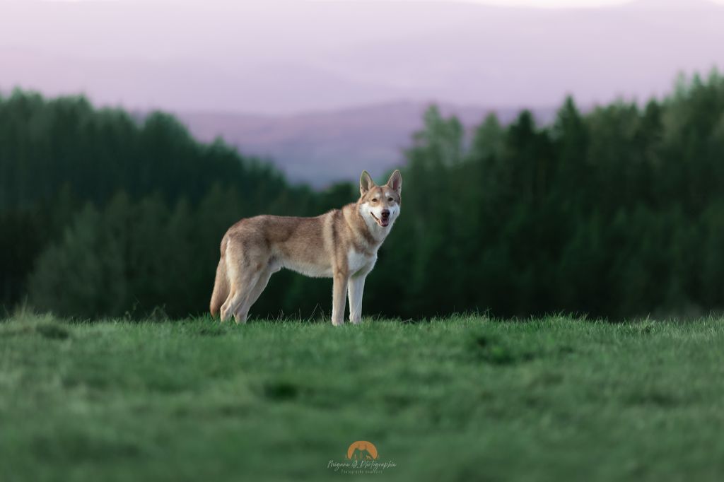 Publication : Des Terres Du Valhalla