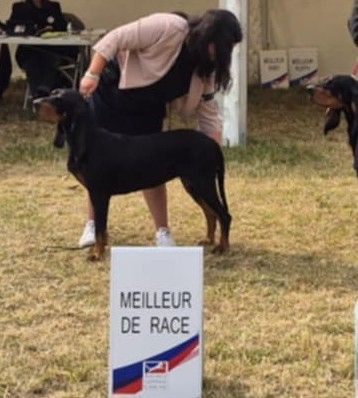 Publication : Du Domaine Des Pattes Dorées