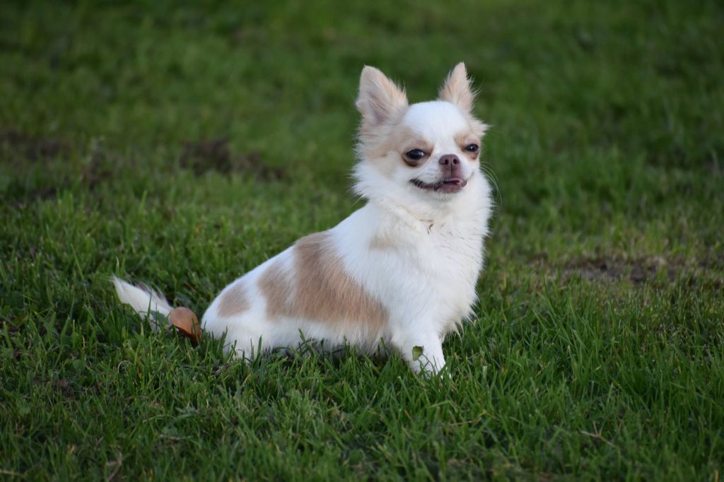 Publication : My Fair Chi 